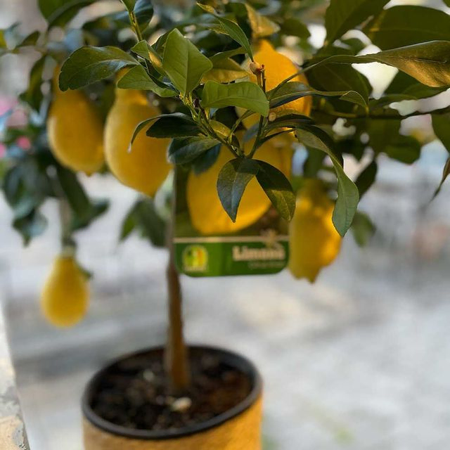 citronträd
