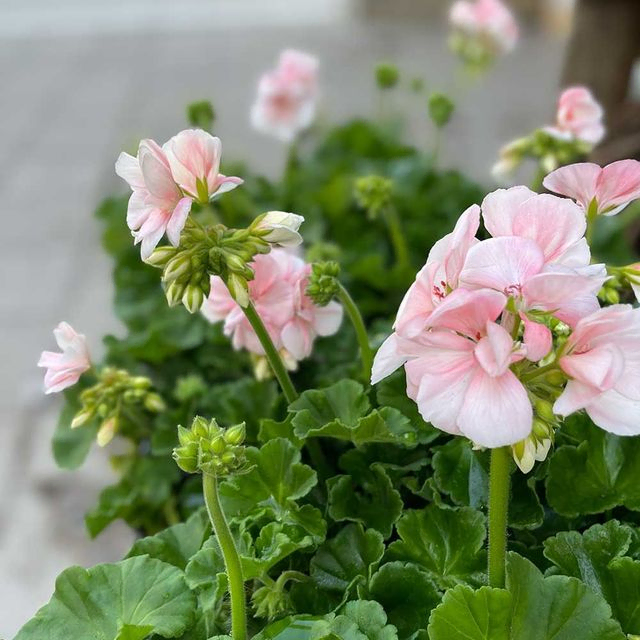 vårbacka pelargoner