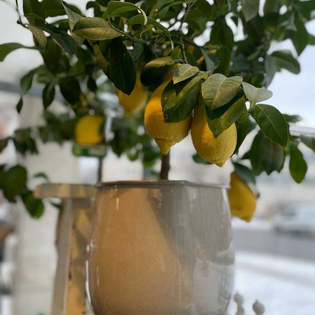 citronträd